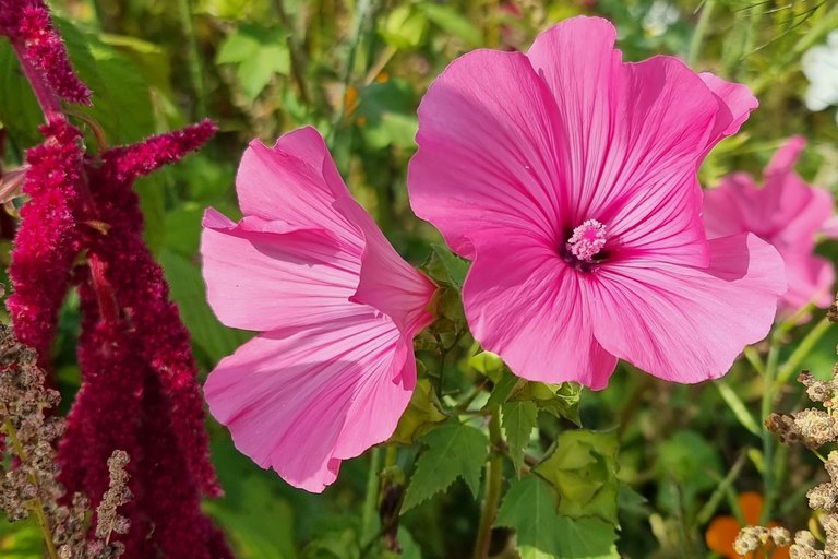 Nahaufnahme von Blüten auf Blühflächen in Himmelstadt