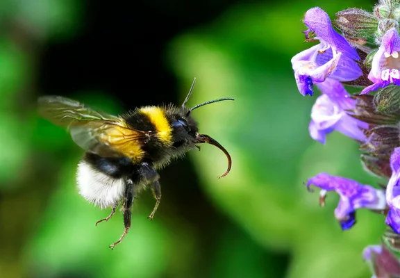 Hummel_Wildblumen