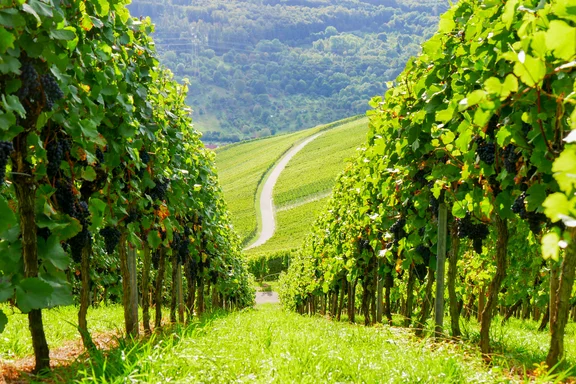 Weinberge im Herbst