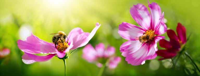 Bienen bestäuben Blüten auf einer Sommerwiese.
